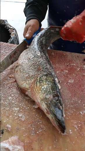 What Did This Pike Eat? STOMACH Reveal!