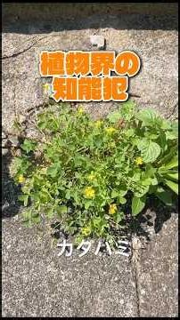 植物界の知能犯カタバミの世界征服戦略#カタバミ#オキザリス#雑学#植物#plants