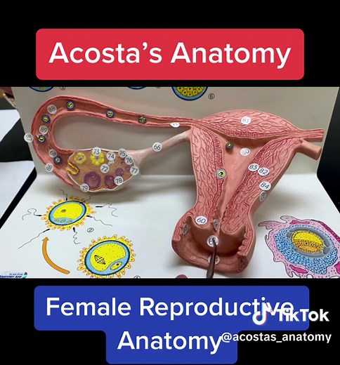 Like for part II #female #reproduction #health #anatomy | anatomy