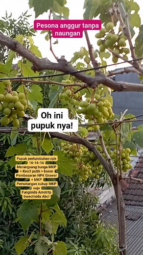 oh this is the fertilizer NPK 16-16-16 growth fertilizer Stimulates flowering: MKP white KNO3 boron Enlargement: NPK Grower MKP Maturation: Only MKP is sufficient Amstrtp Fungicide Abcl Insecticide #fbpro #reelsfyp #シviral #perangguran #grapeimport #jangkauanluas #mygrapes #holidays #neighborhood | Wahyoe Tri Wahyu