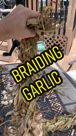 Here’s how I braid my garlic! Not perfect but perfect for me! #garlic #braid #garlicbraid #homegrown #gardening #homestead #homesteading #curing #drying #backyard #braiding #MadewithKAContest #spring #summer #2022