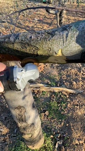 Powerful Wood Cutting Disc Tool for Tree Pruning | Fast & Smooth Branch Cutting Demo#youtubeshorts
