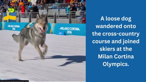 US figure skater Alysa Liu wins gold, becomes first American woman to medal in 20 years