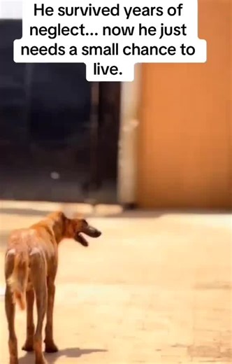 Emma dog rescue 🐶🐕 (@emadogrescue)’s videos with original sound - Emma dog rescue 🐶🐕