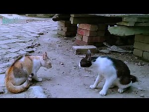 Cat Fighting with sound Exclusive Video | the best funny cat fight videos
