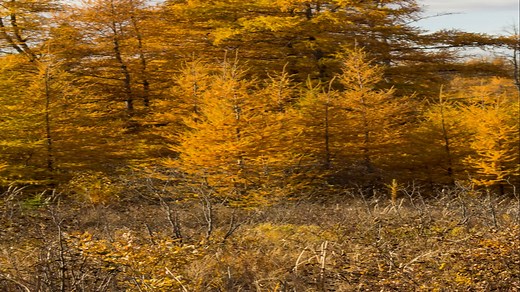 An overview of the Eastern Larch / Tamarack. https://www.youtube.com/channel/UCVrLDPV-_h47jVpnb7x9C4w | Jon’s Outdoors in Maine