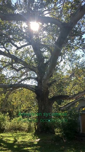 This American sycamore is the WIDEST tree in the state of Pennsylvania, according to PABigTrees.com! It spreads about 200’ (60 meters) and is about 90’ (28 meters) tall. It is estimated to be about 260-290 years old, but nobody is really sure. Despite its impressive size, this tree doesn’t even rank in the top 20 largest sycamores (Platanus occidentalis) in PA! The tree appeared in good health, and it has several back-up plans. Some of the tree’s longest limbs touch the ground, where they have g