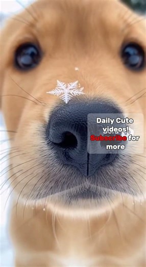 How cute❤️😊😍