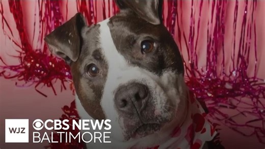 Maryland dog in search of her forever home | Haystack News