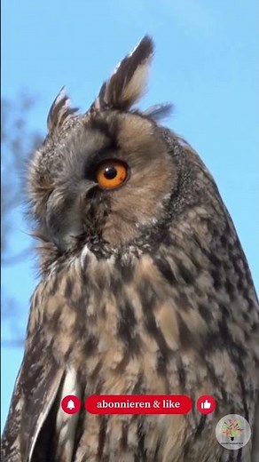 Owls in Germany: 10 species – and 2 superpowers that will blow you away - Garden expedition #shorts