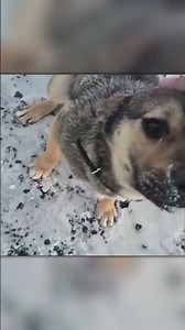He Found an Abandoned Dog on a Freezing Road and Saved It