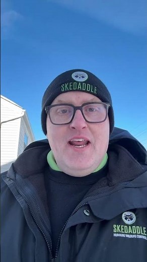 Skedaddle Columbus: Finding a Hidden Squirrel Entry Point in Dublin, OH #wildliferescue#skedaddle