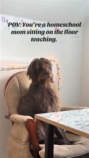 The pup gets the comfy spaces and I get the floor. #homeschool #pudelpointer #dogsofyoutube