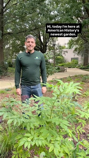 Preserving collections is our priority! 💪🌳In the woodland garden at the @amhistorymuseum we’ve planted a living green mulch — a mix of Carexes, flowering herbaceous plants, and edible shrubs — to support the health of our oaks and the life they sustain. This work is about more than planting — it’s about preserving collections. Every decision, from soil aeration to the new plantings, was made to protect our trees, which are the heart of this landscape and the focus of this project. 🎥: Nick L.,