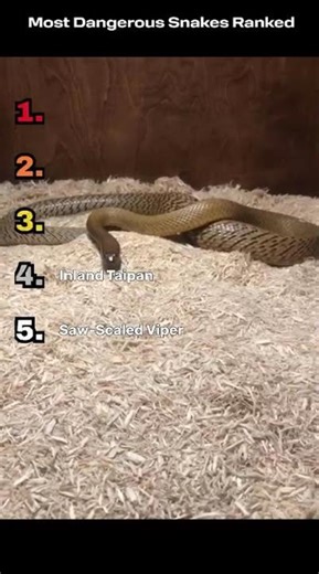 Most Dangerous Snakes Ranked 🐍 | Deadliest in the World