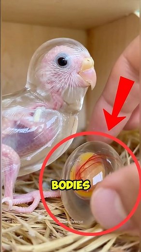 Top 4 Transparent Animals That Look Completely Invisible! 😮#transparentanimals #animalfacts