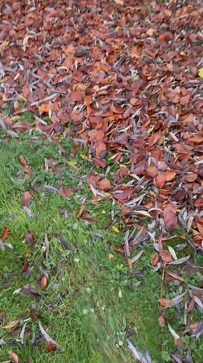 Autumnal blowing ! And boy have I done some blowing this last few weeks... | Si Thyer