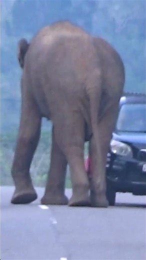 Beware: Aggressive Elephants Ahead