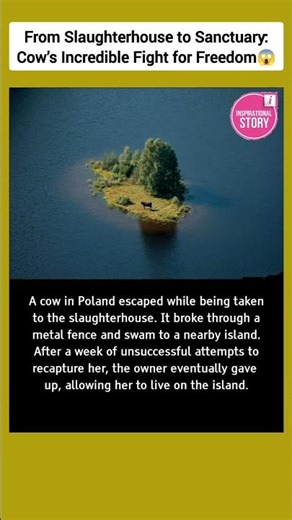 From Slaughterhouse to Sanctuary One Cow’s Incredible Fight for Freedom 😱 #shorts