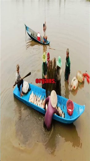 Ocean's Ghost Fish: You Can See Its BRAIN! 🤯