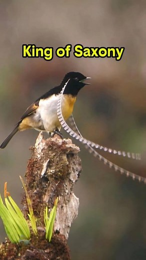 King of saxony, burung dengan 'antena' dikepala, sangat indah. #Reel #birdofparadise #bird #wildlife #nature #animal | Cleewon Zuu