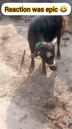 "Buffalo Calf Angry Reaction 😳🐃 | My Sound Made Her Mad 😂 #Shorts
