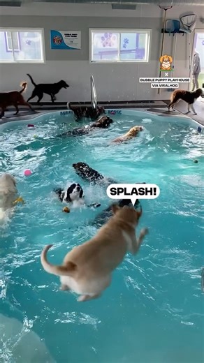 Let the pool party begin 🏊 | Fluffy Animals