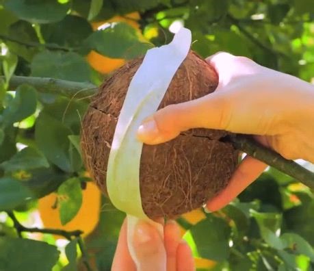 617K views · 2K reactions | Tree hacks & crafts for you to try! | 5-Minute Crafts | Facebook