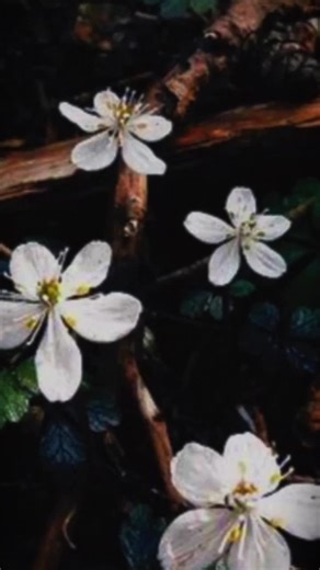 material gworl (@valentine.cub)’s videos with original sound - material gworl