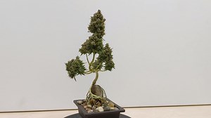 a step by step video from seed https://www.cannabonsai.org for more information | Cannabonsai