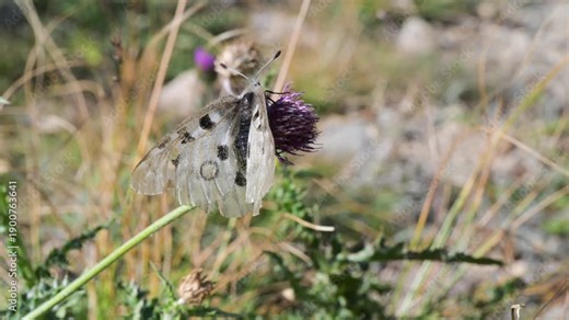 Apollo, close-up , Mountain Apollo, Parnassius apollo, butterfly, Mountain Apollo, Parnassius apollo, butterfly, Papilionidae, lawn, meadow, field, Gran Paradiso National Park, Cogne,