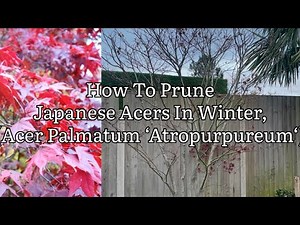 How To Prune Japanese Maples In Winter, Pruning Acer Trees For Better Health And Shape
