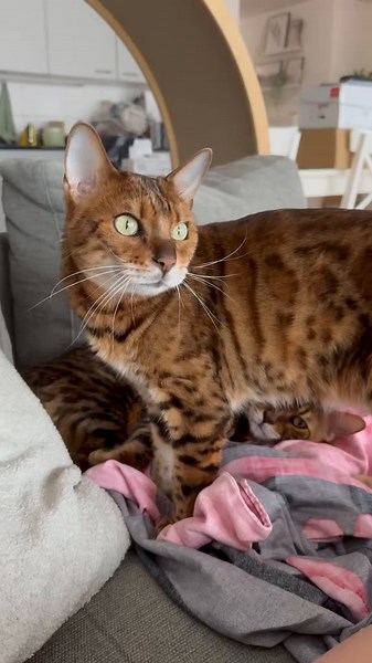 Hilarious Bengal Cat Funny Video Compilation