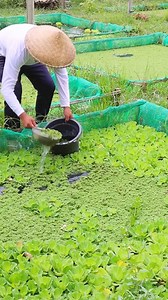 1.6M views · 10K reactions | Mag harvest tayo ng Azolla | Joseph Farm Life | Facebook