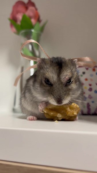 Adorable Hamster Coquette Photos | Cute Aesthetic Captures