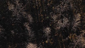 Alligator Unexpectedly Joins Couple in a Florida Pool