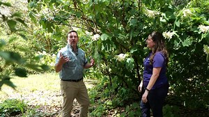 Fall through winter, is a great time to plant trees in your landscape. On this edition of Get It Growing, LSU AgCenter horticulturist Jason Stagg talks with extension agent Jessie Hoover about oakleaf hydrangea, a beautiful native shrub that adds color to shady spots. | LSU AgCenter
