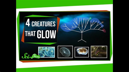 Four creatures that glow