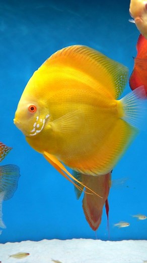 The favourote yellow discus fish #aquarium | Discus Switch