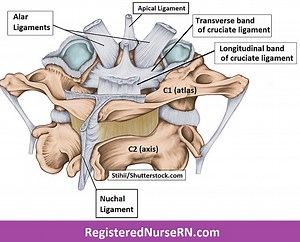 Vertebral Column Ligaments
