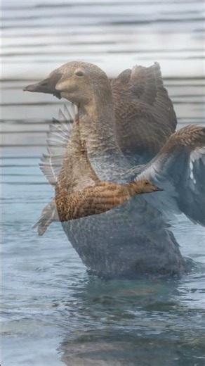 Meet the King Eider | Species 101