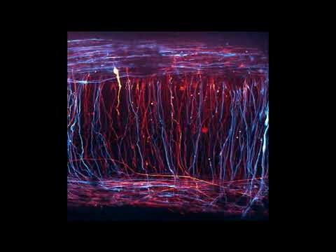 48-hour time-lapse of developing neurons connecting the opposite side of the central nervous system
