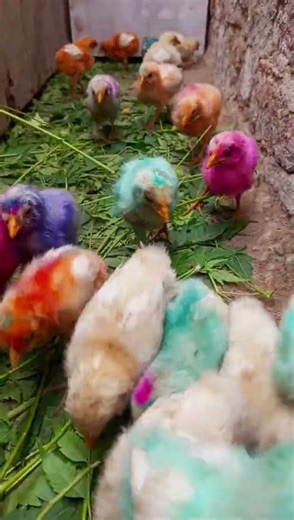 Wait For It Baby Hen's Funniest Moments | Hen chuja Cutest Sound | murgi k bacche chhote #shorts