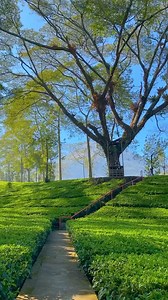 Hidden gems yang ada di Wonosobo ni😍 . 🔃 Ferlywiranagara #kebunteh #teh #rumahperi #kebuntehwonosobo #wonosobo #tambi #kebuntehtambi #wonderful #wonderful_places #reels #wisata #hidden #hiddengems #like #viral #fyp #beranda #masukberanda | Dieng - Negeri Atas Awan Wonosobo