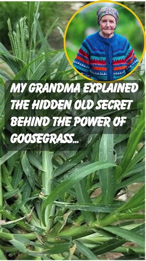 My Grandma explained the hidden old secret behind the power of goosegrass... 💬👀 | Gardening Hacks World