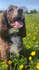 5.5K views · 1.1K reactions | Behold The Spaniel - aka the Mud Magnet #dogsofinsta #spaniels #cockerspanielsofinstagram #pawfluencer #cockerspaniel #doglover #dogmum #furbaby #englishcockerspaniel #cockerspanielworld #dogs #chocolatecocker #spanielsbelike #lifewithacocker #dogsarelife #dogoftheday #pet #instadog #dogstagram #spaniels #spanielsofinsta #cutedogs #floofsofinsta #insta #instaviral #dogmum #ifdogscouldtalk #dramaticdogs | woody_the_englishcocker | Facebook