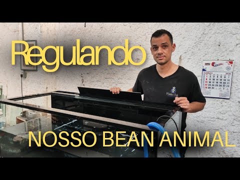 BEAN ANIMAL - OVERFLOW - COMO REGULAR 