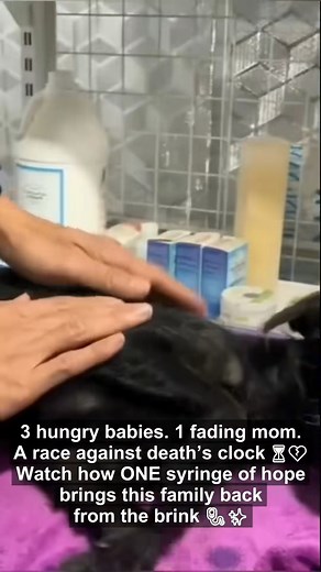 When puppy cries met hero hand rescue rewrote destiny | Esperanza para Patitas