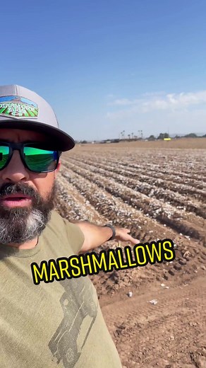 Marshmallow Farming 101 in Arizona