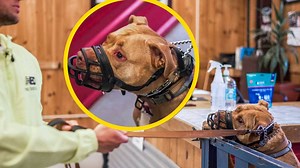 1.1M views · 17K reactions | How to train an aggressive dog for reality as they are trying to attack people is something we work with a lot at the Upstate Canine Academy. This is a dog who is very fearful and unfortunately is taking her fear and unleashing it on people she doesn't know. Tom works with her and her owner to overcome these issues so they can live a less stressed life! | Tom Davis Dog Training | Facebook